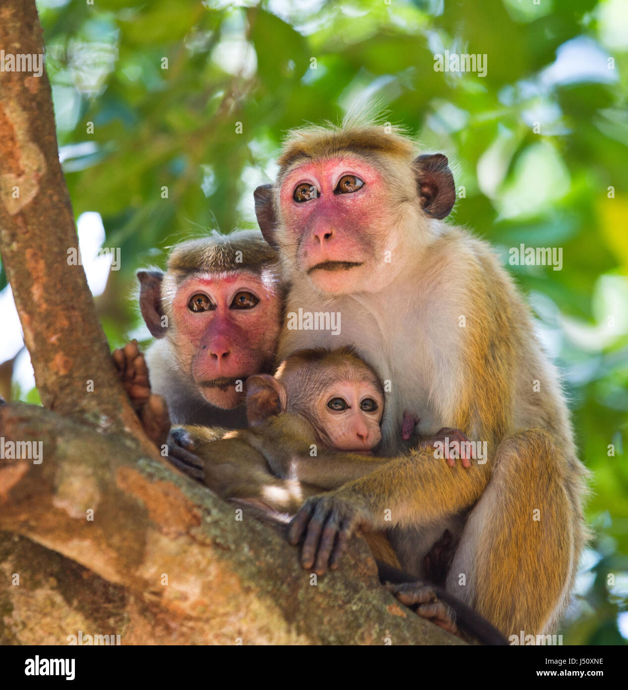 Familia de monos fotografías e imágenes de alta resolución - Alamy