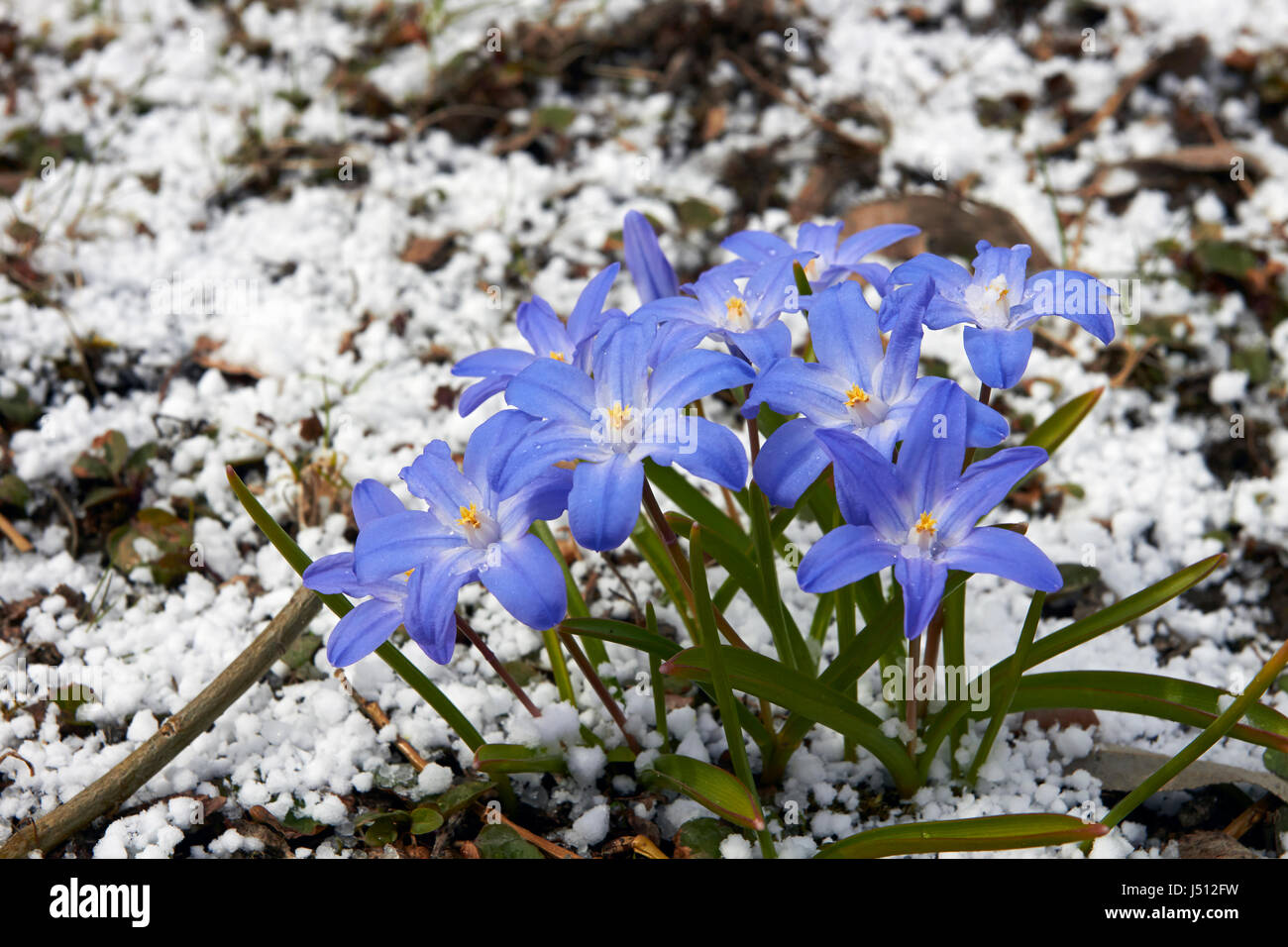 Chionodoxa forbesii, Gloria-de-la-nieve después de granizo Foto de stock