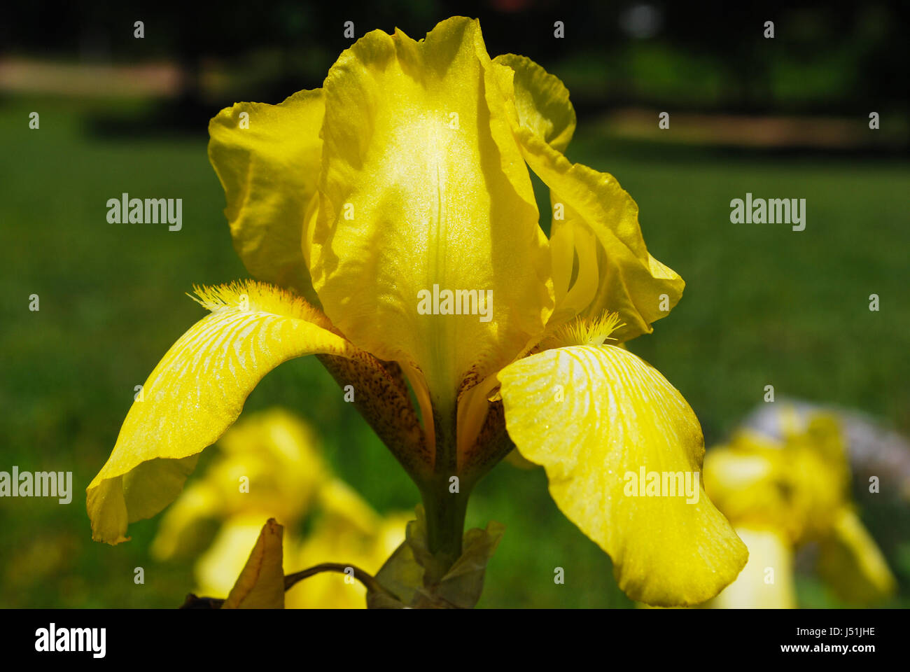 Un Iris amarillo Foto de stock