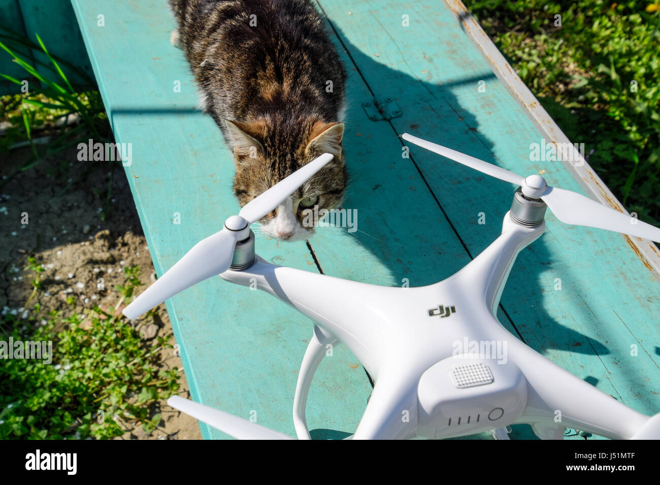 Región de Krasnodar, Rusia - Abril 14, 2017: El gato descubre el drone DJI  phantom 4. Sorpresa al animal con un nuevo gadget. Quadrocopter y pet. Gato  y zumbido Fotografía de stock - Alamy