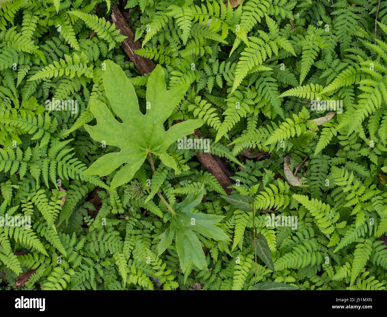 Antecedentes de la hojas de helecho verde Foto de stock