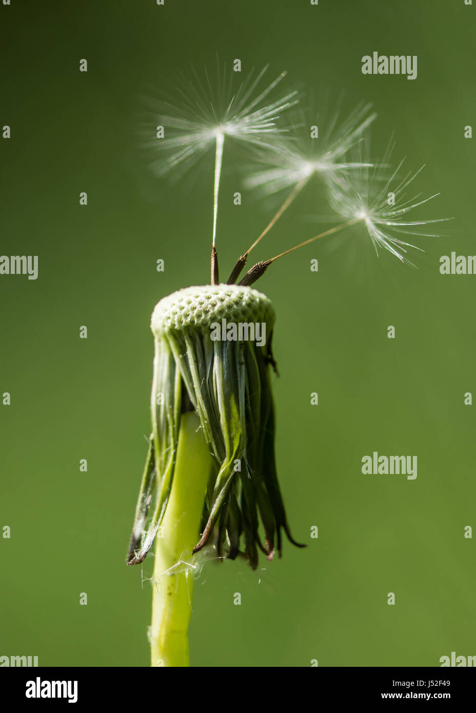 Diente de león (Taraxacum officinale) seedhead con aquenios. Últimas semillas en flowerhead soplada por el viento en el daisy familia (Asteraceae) Foto de stock