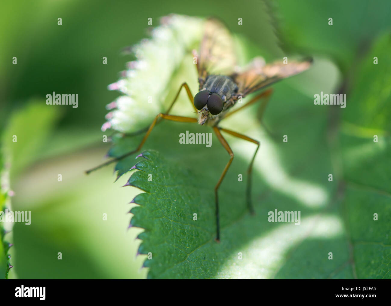 Snipe volar (Rhagio scolopaceus). Grandes ojos compuestos y delgadas patas naranja de la verdadera mosca en la familia Rhagionidae Foto de stock