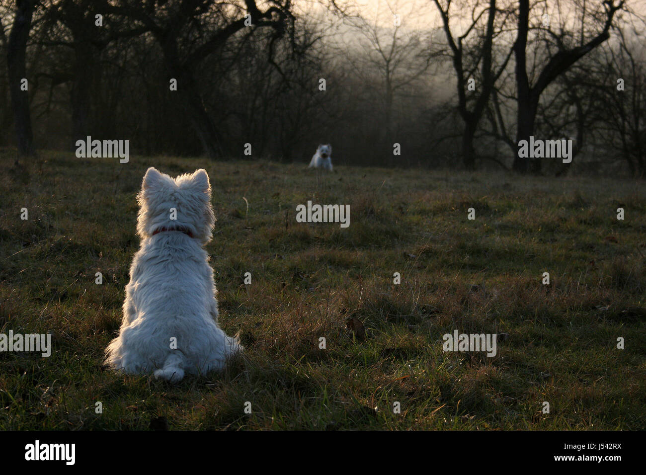 Terrier,hunde,westi,West Highland Terrier,wiese Foto de stock