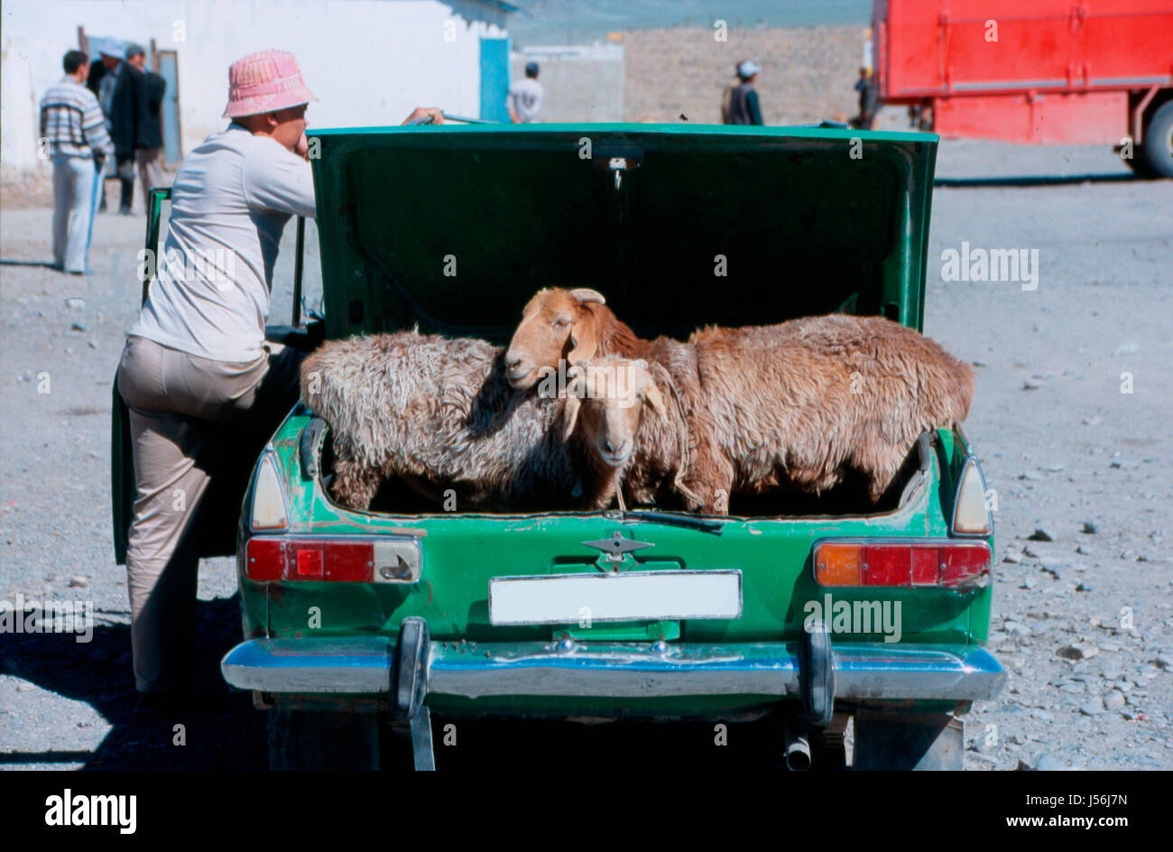 Transporte de animales Foto de stock