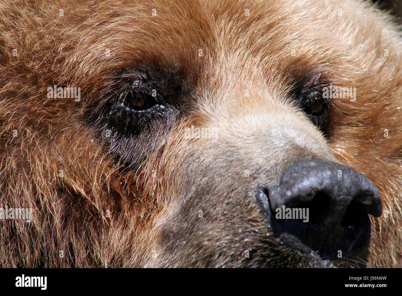 Cerca del zoo Parque de Vida Salvaje de Alaska ursus arktos mittendorfi kodiakbr braunbr Canadá Foto de stock