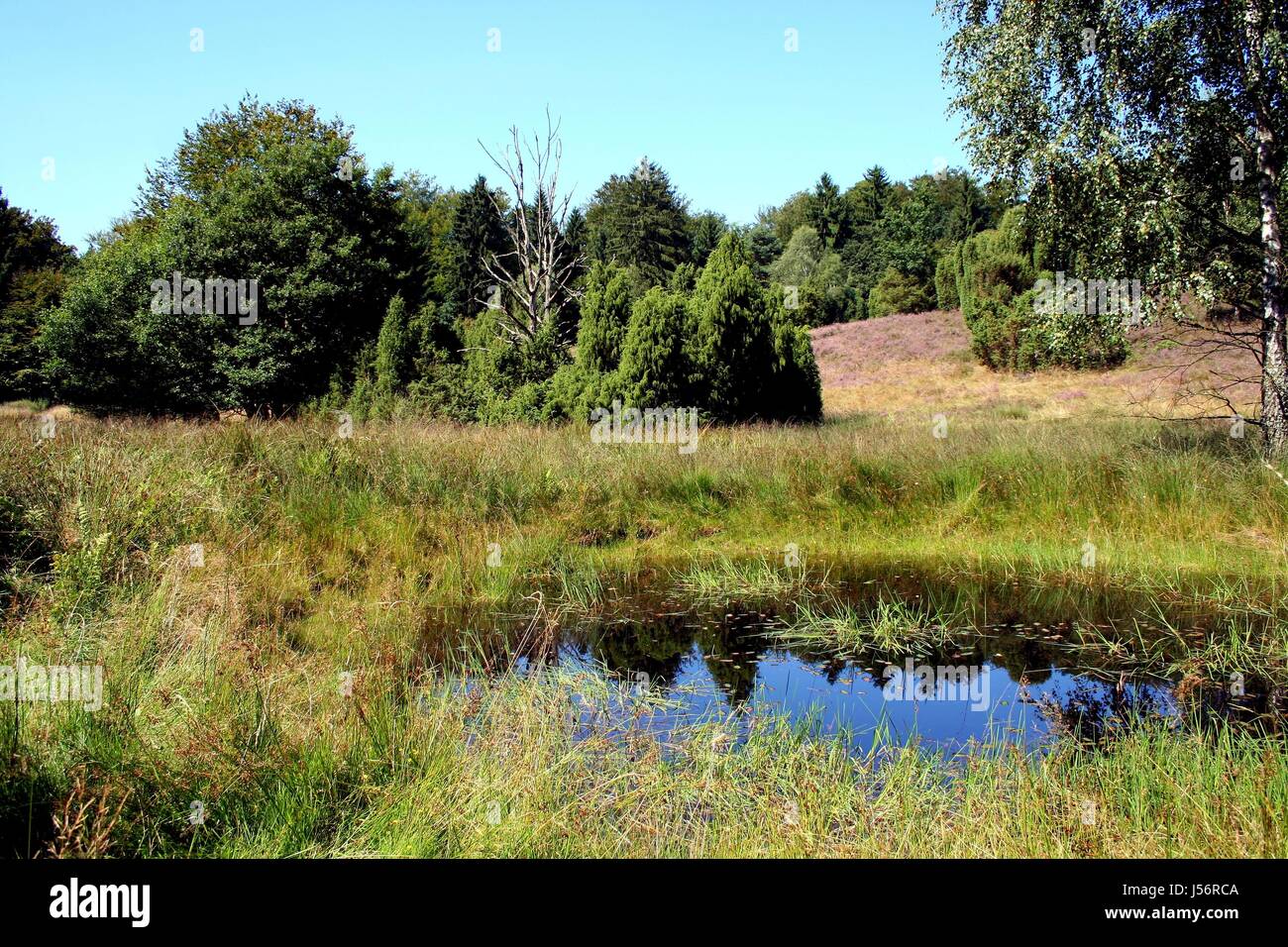 waldesrauschen Foto de stock