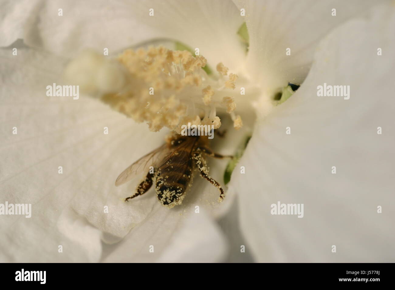 Macro macro cierre admisión vista cercana bumblebee bloom blossom florecer Foto de stock