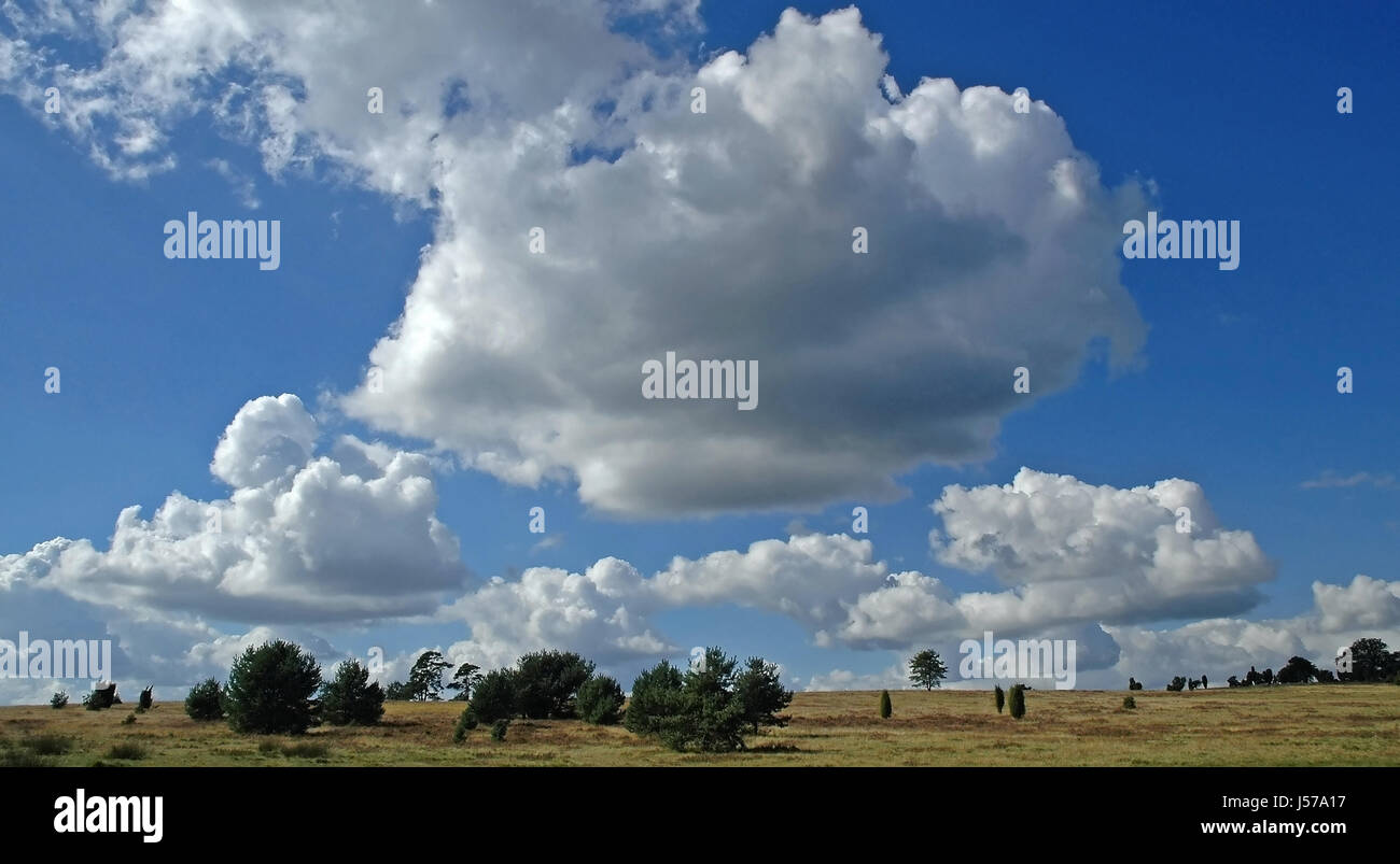 Árbol heath heather firmamento cielo nuboso paisaje paisaje naturaleza erika Foto de stock