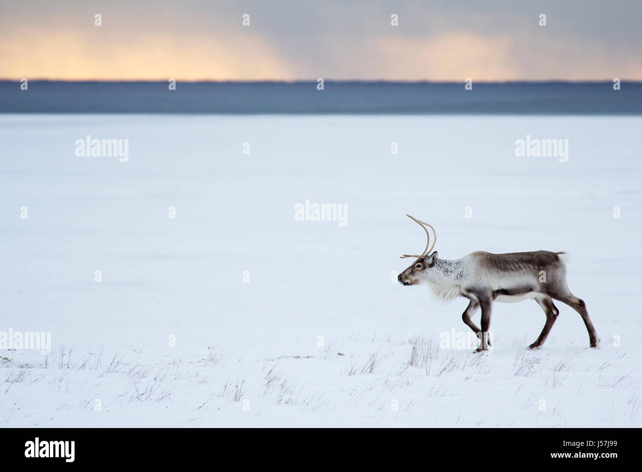 Reno islandés en el nordeste de Islandia Foto de stock