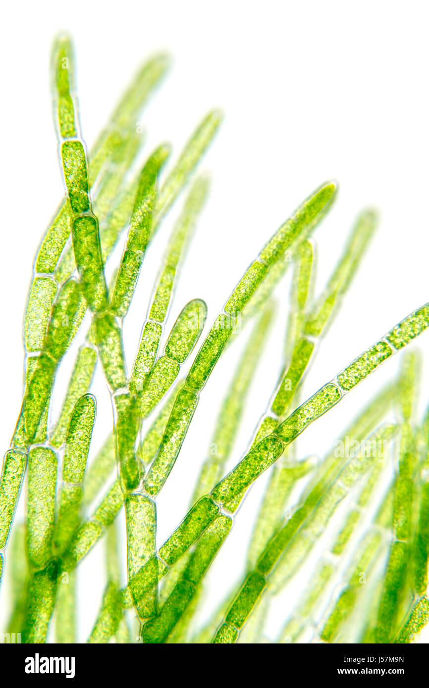 Las algas bajo visión microscópica con celdas visibles. Iluminación de campo brillante. Foto de stock
