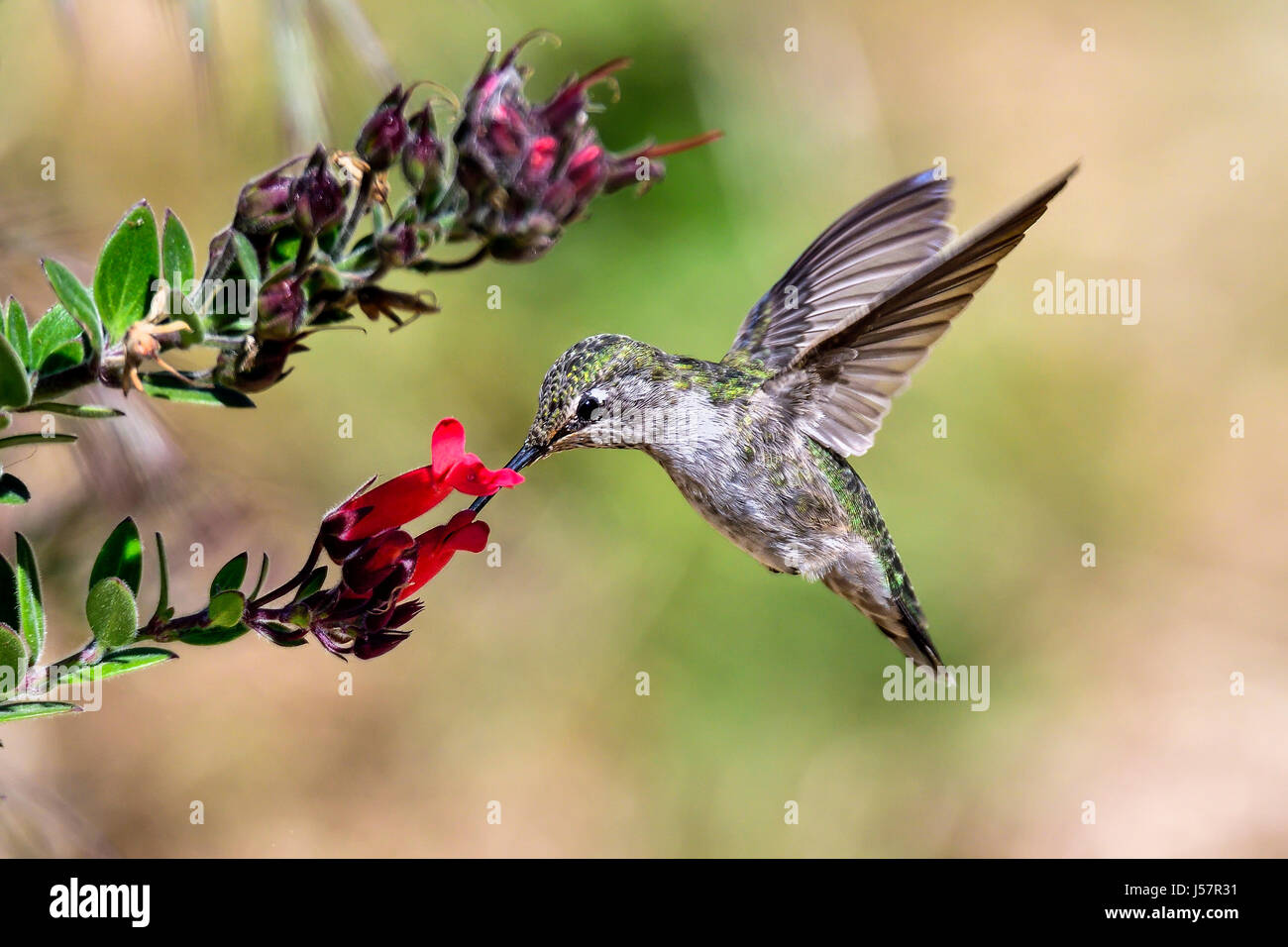 Anna's colibrí Foto de stock