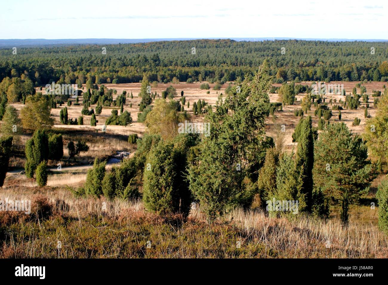 brezales 2 Foto de stock