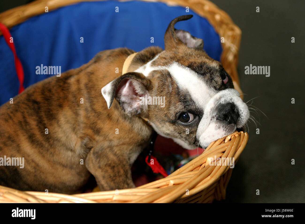 Cachorro,hocico,correa,traviesos,bulldog,basket,torpe,lindo,ohren decke Foto de stock