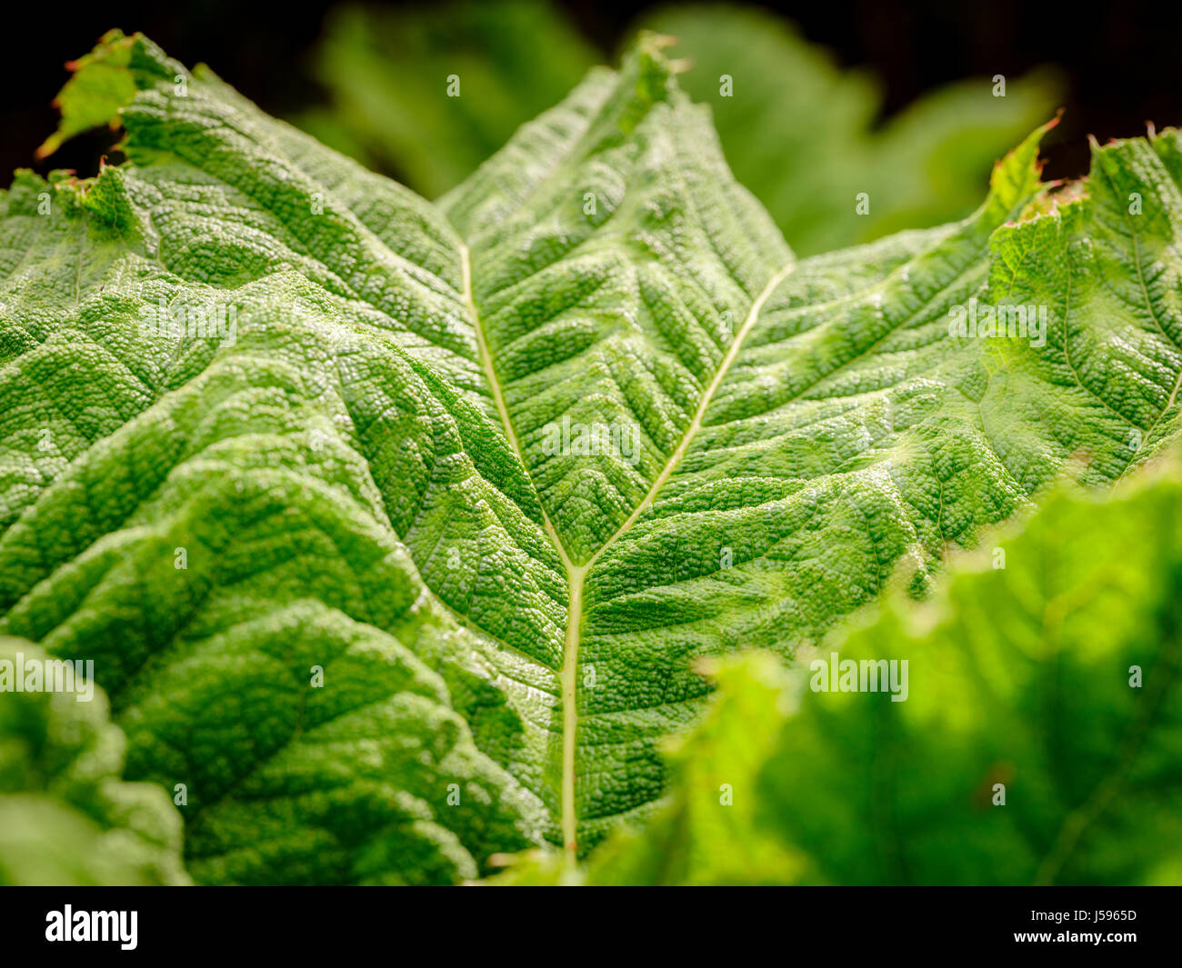 Gunnera hojas y tallo a comienzos del verano, el sol. Foto de stock