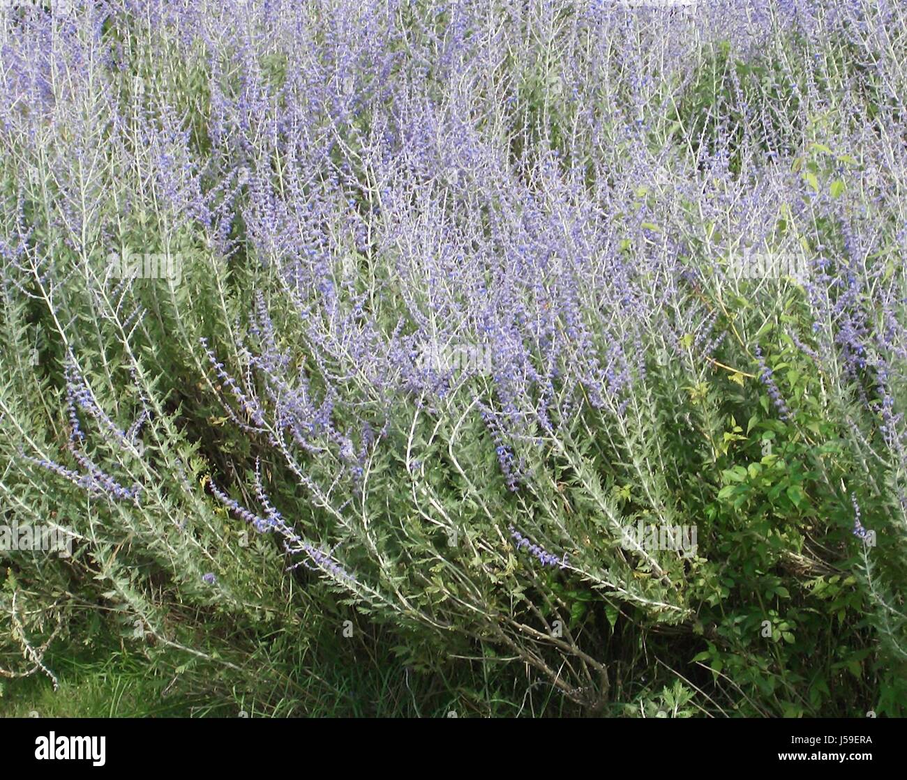 Blossoms gramíneas forrajeras abejas néctar púrpura violeta lavanda hierbas  purga comestibles Fotografía de stock - Alamy