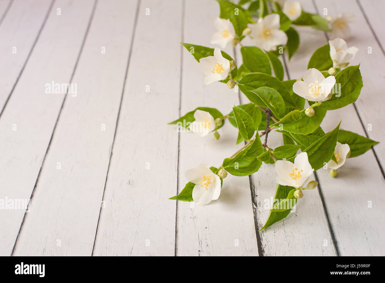 Jazmín blanco flores acostarse sobre un fondo de madera. Tarjeta de invitación de la boda. Espacio para el texto y el diseño. Foto de stock