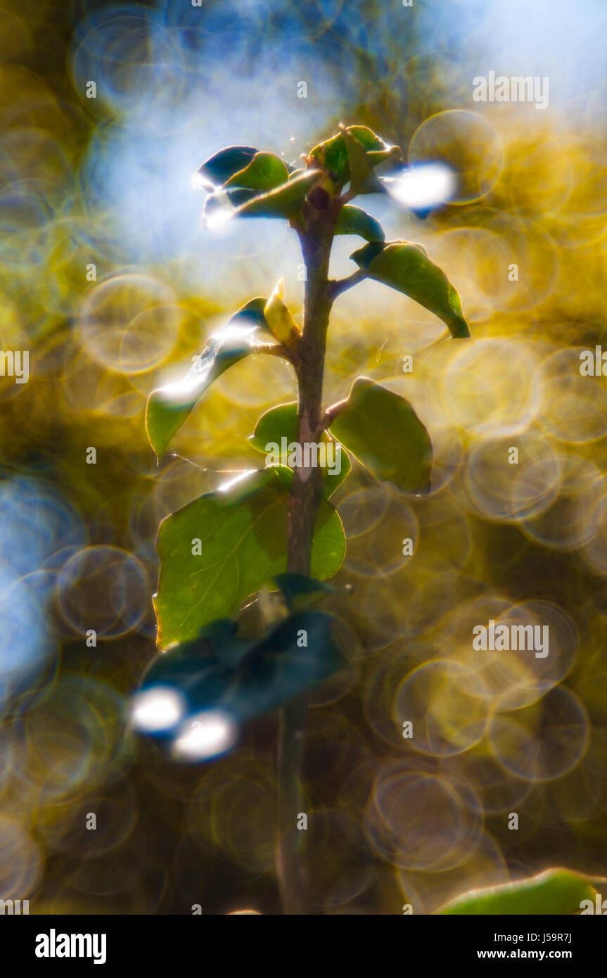 Bokeh con plantas silvestres con mucho colorido casi totalmente desenfocado Foto de stock