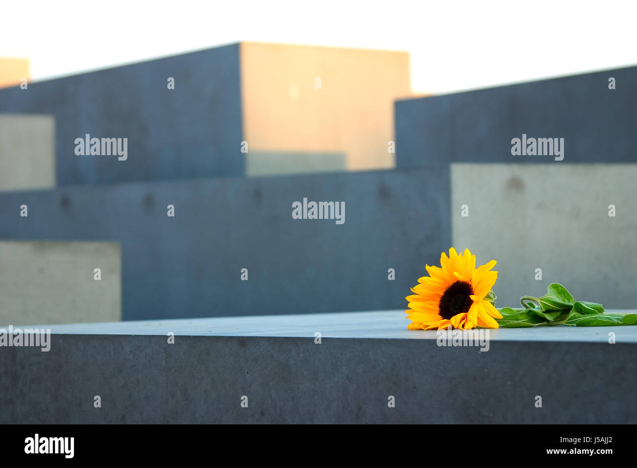 Monumento memorial recuerde planta girasol flor de luto la tristeza  judaísmo Fotografía de stock - Alamy