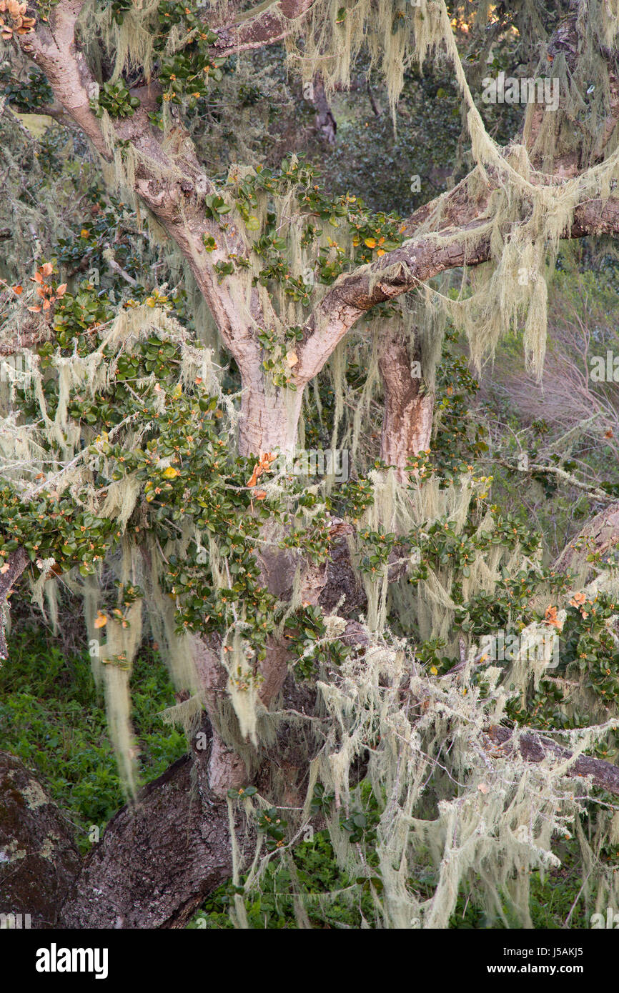 Los bosques de robles, Monumento Nacional Fort Ord, California Foto de stock