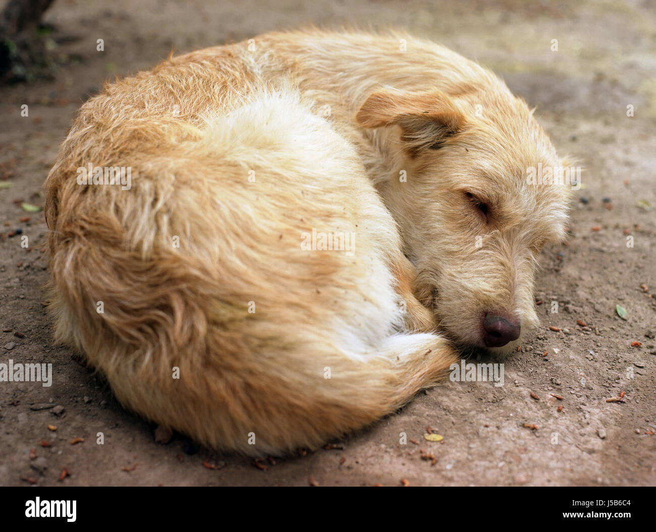 Perro perros durmiendo sueño cómico lindo perro hundeschlaf hundemde ateniense Foto de stock