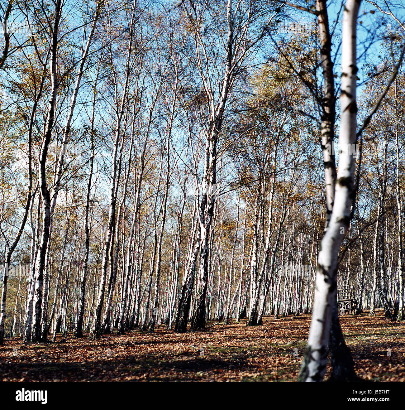 Árboles árbol abedules ramas primavera bosque de abedules follaje deja caer la naturaleza Foto de stock