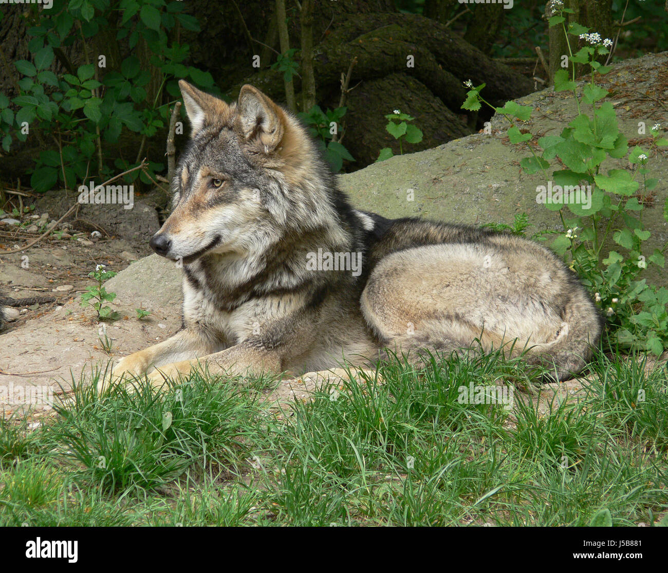 Manada de lobos salvajes hooting hoot aullido lobo aullando lobos pack  tensa hundeartige Fotografía de stock - Alamy