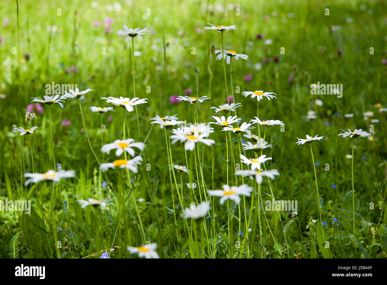 Hermoso colorido de colores múltiples ricamente coloreado spring flower meadow Foto de stock