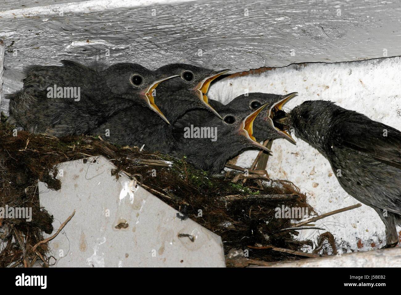 Pico de alimentación nidos de aves de canto bobolinks picos cojines ftterung vogelftterung Foto de stock