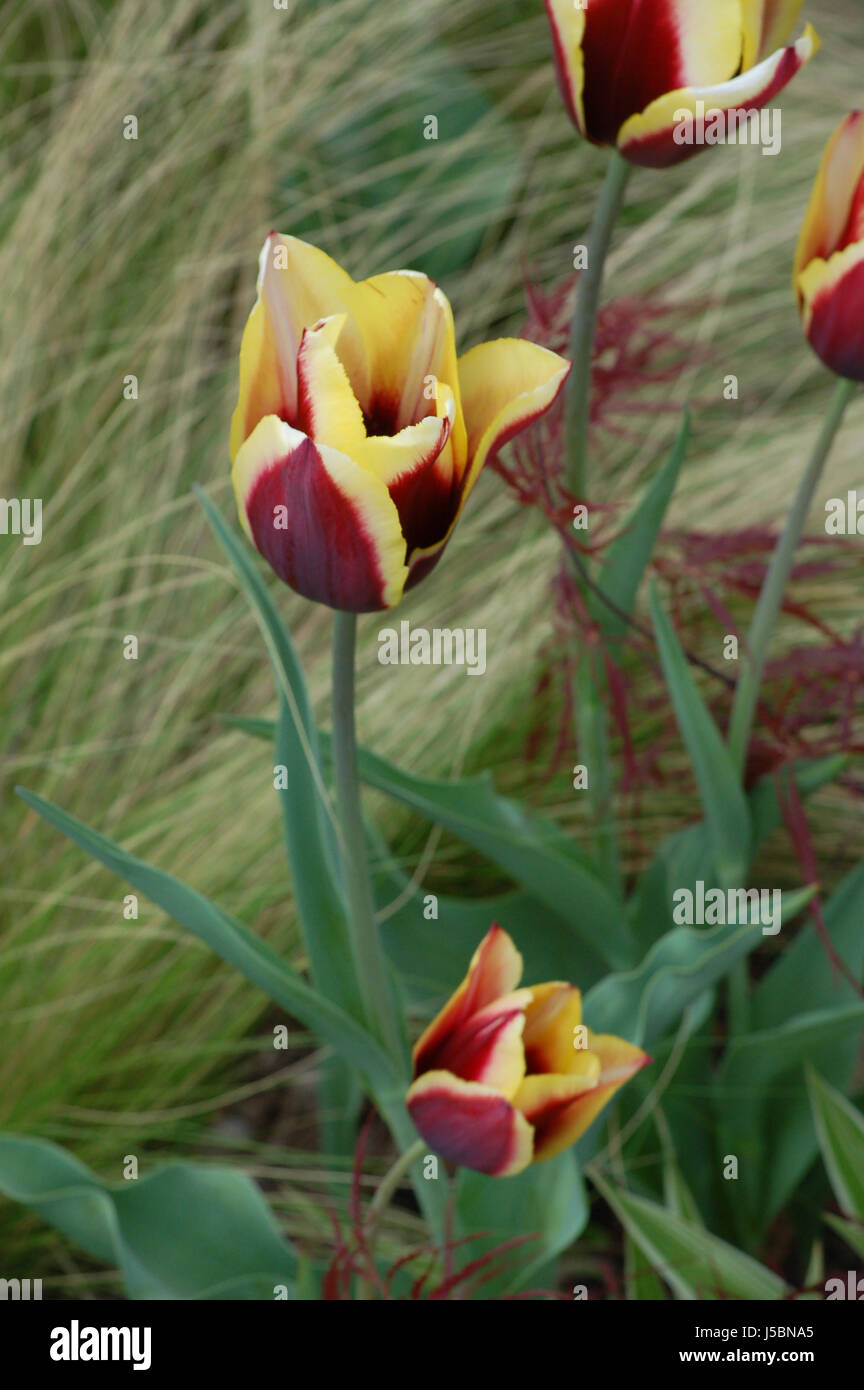 Artful amarillo y tulipanes de arándanos en una agraciada blowy hierba Foto de stock