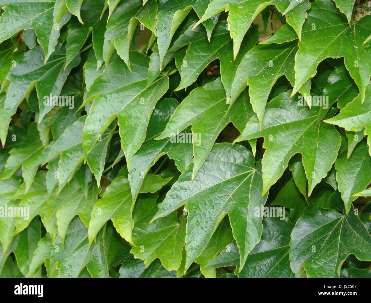 hojas de Parra Fotografía de stock Alamy