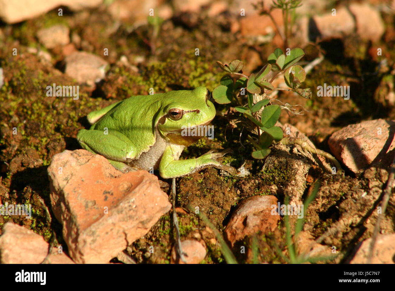 Zapatos brilla brillante luz lucent sereno crepúsculo anfibios rana verde  luminoso Fotografía de stock - Alamy