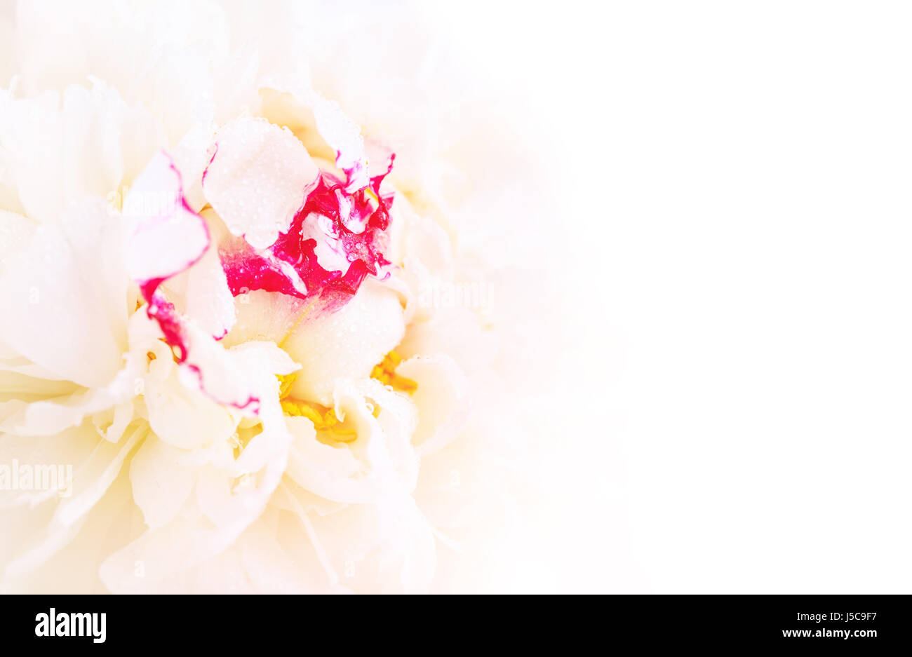 Suave rosa peonía cerca en un fondo blanco. Foto de stock