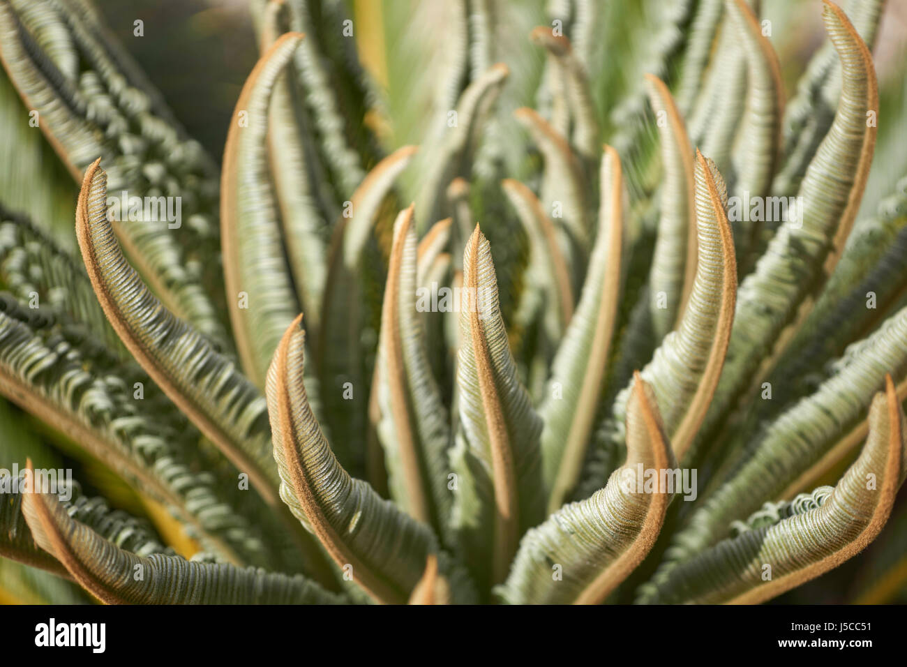 Imagen de fondo con las nuevas hojas de un bosque tropical de cícadas (sago) Planta de sol Foto de stock