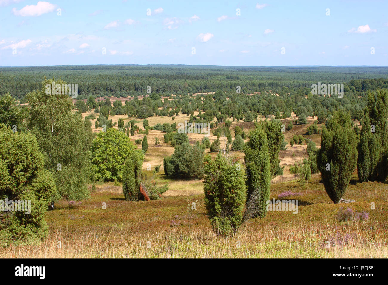 Lneburg heath. Imagen 3 Foto de stock