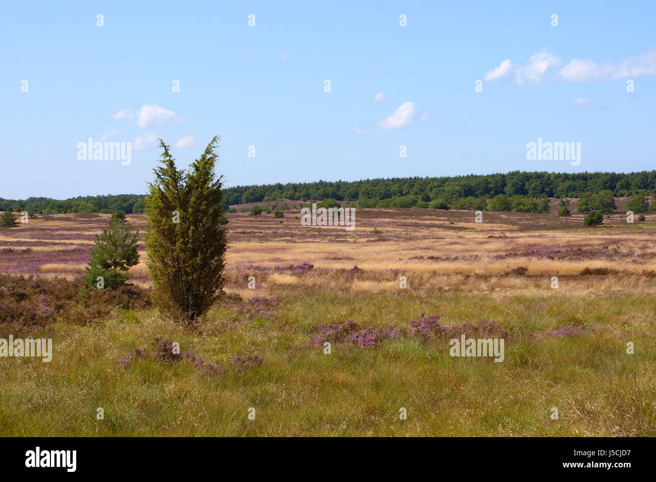 Lneburg heath. Imagen 8 Foto de stock