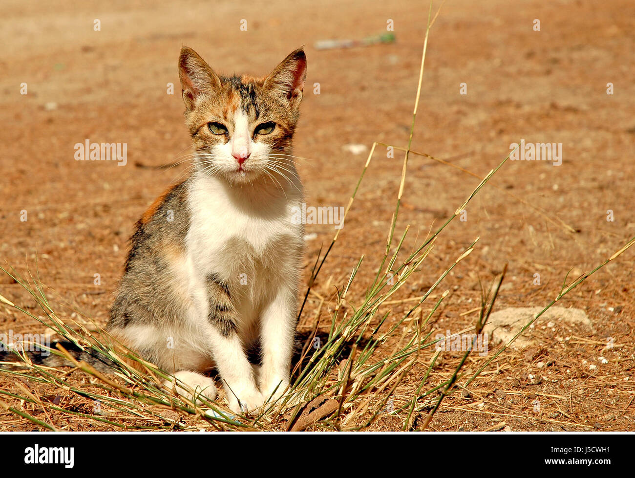 España piel maullido de gato montés andalucía pones sentado sentarse  pussycat gato gato doméstico Fotografía de stock - Alamy