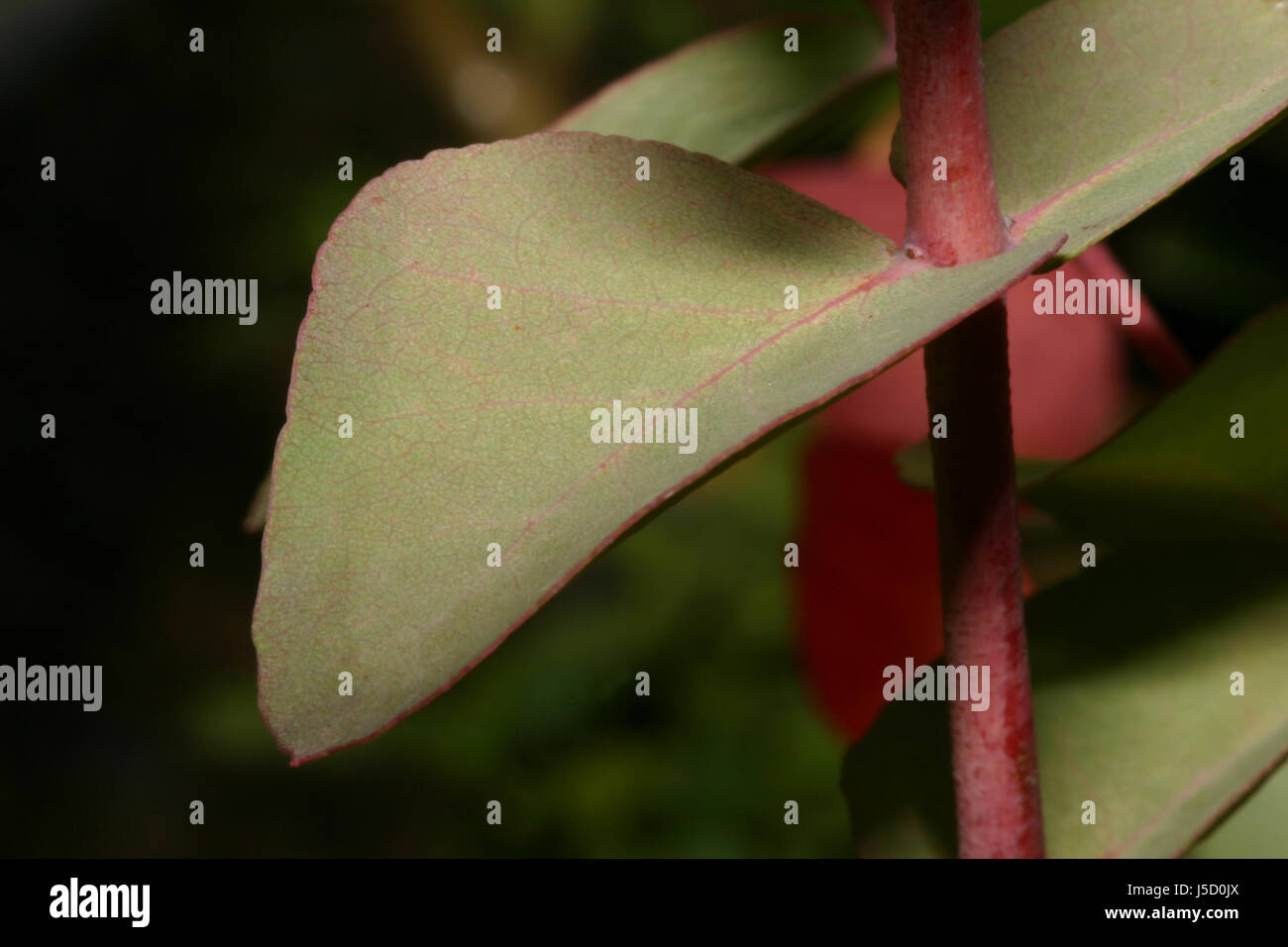 Hojas de color verde hoja sucursal arbusto de tallos jóvenes de