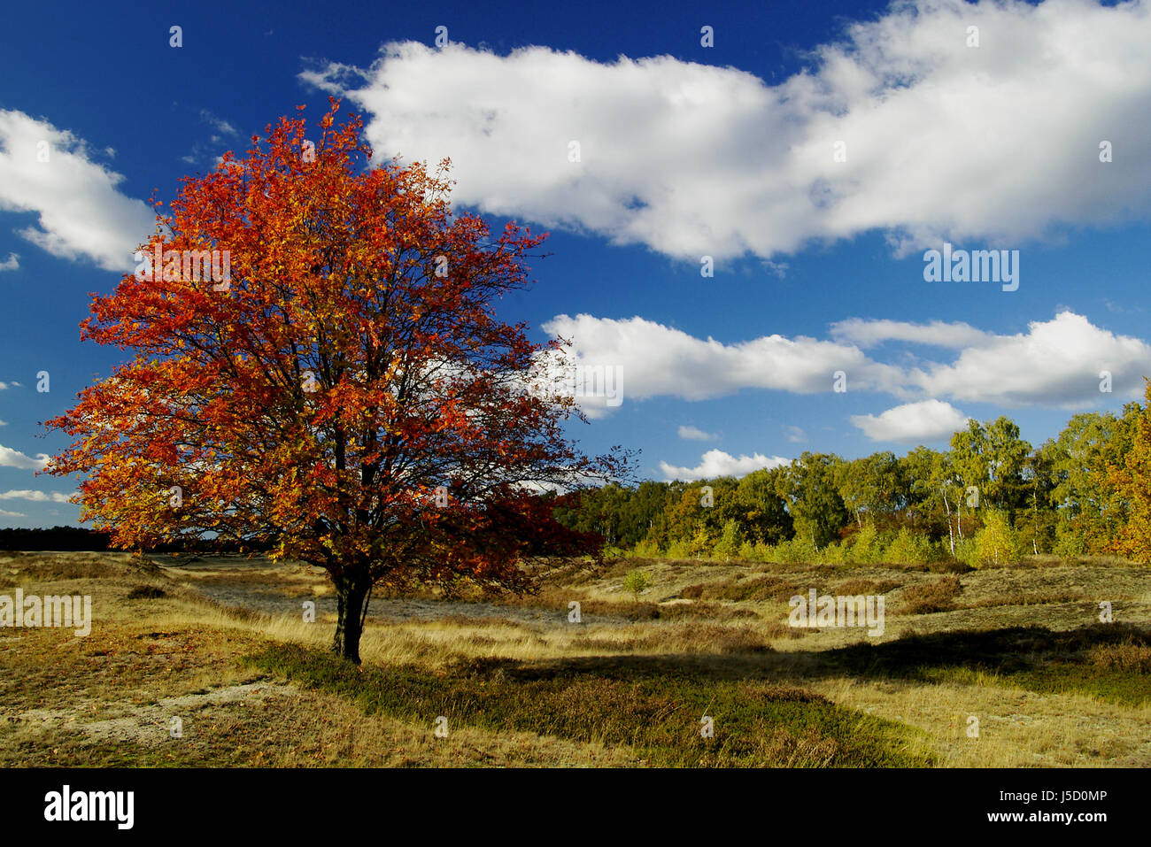 belleza de otoño Foto de stock