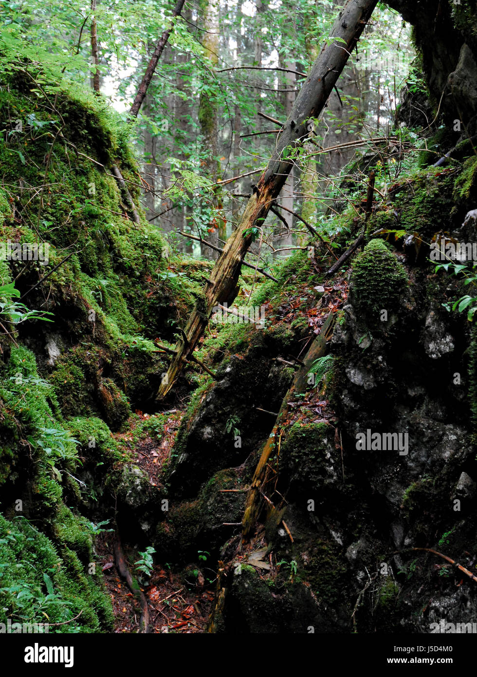 Árboles de ramas de árbol de roca natural de los bosques de transitoriedad de musgo piedras baumstmme ste Foto de stock