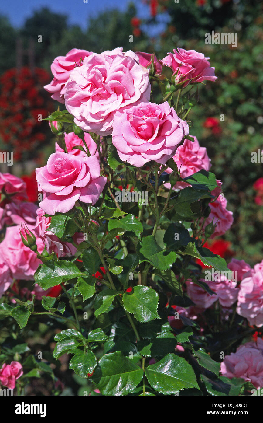 Planta de flor rosa flores rosas plantas ornamentales rosa sorte  dornrschenschlo Fotografía de stock - Alamy