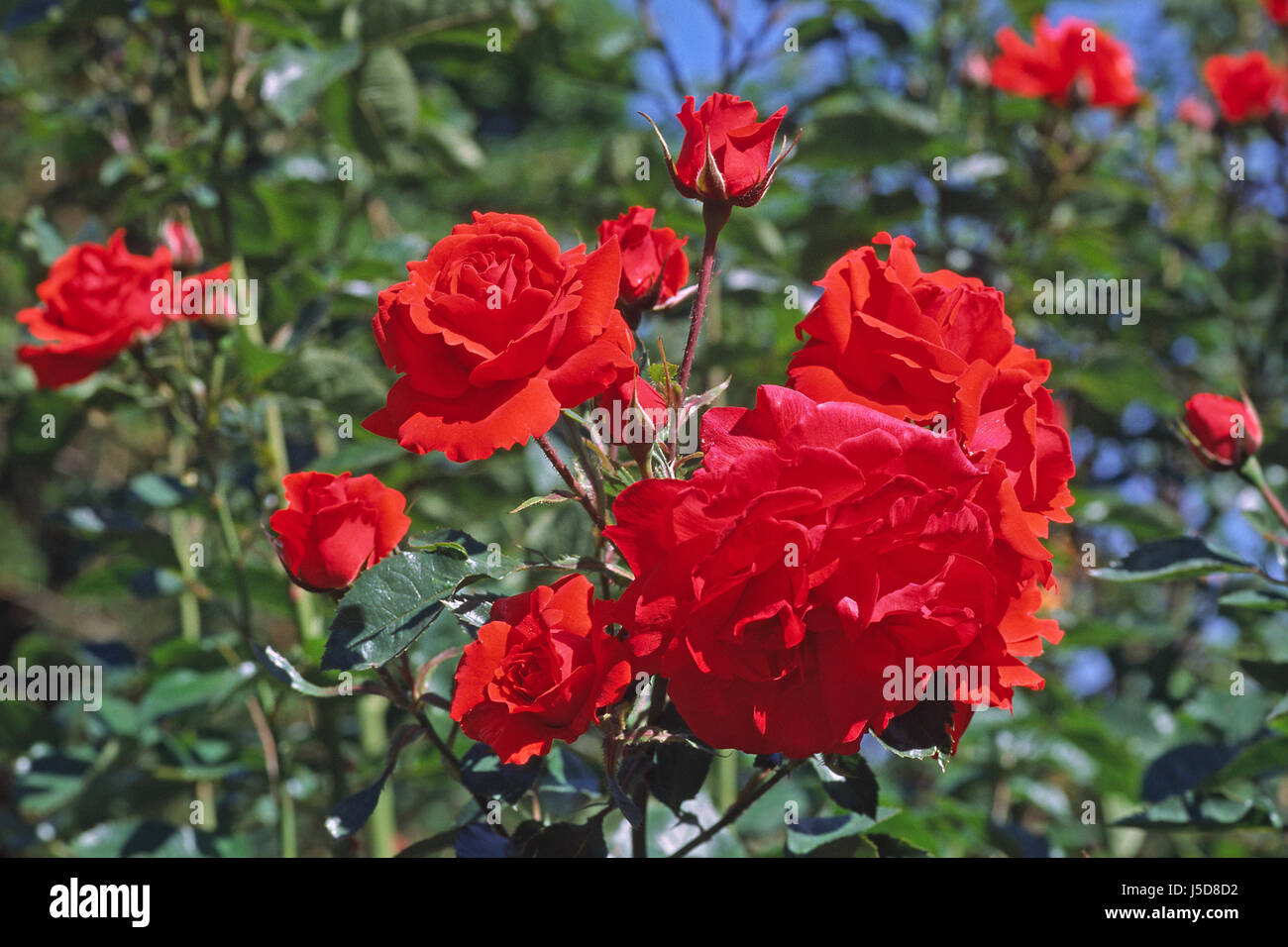 Planta de flor rosa flores rosas plantas ornamentales rosa sorte brillant Fotografía de stock - Alamy Planta de flor rosa flores rosas plantas ornamentales rosa sorte brillant Fotografía de stock - Alamy