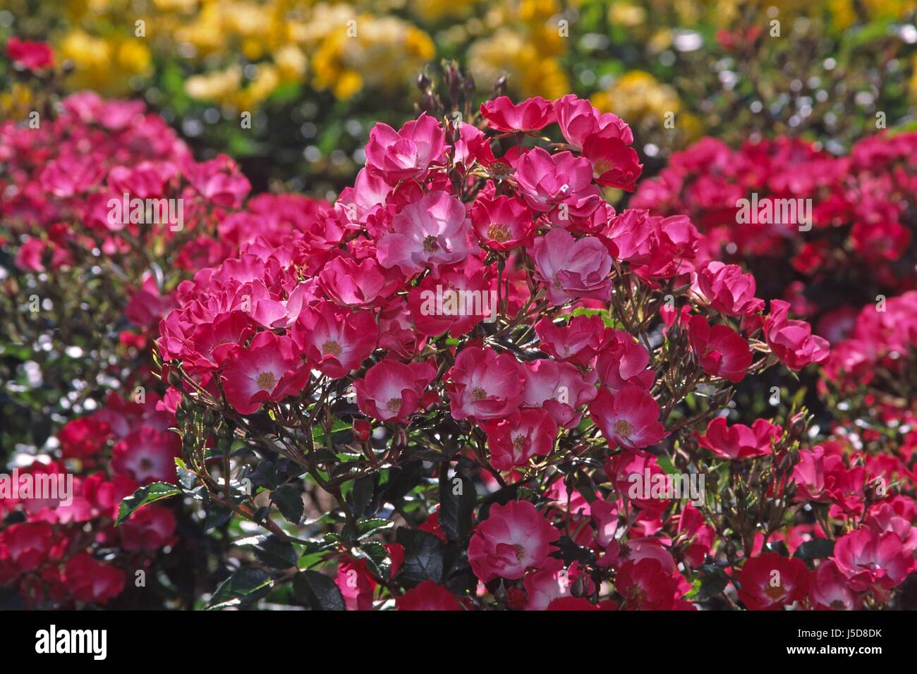 Planta de flor rosa flores rosas plantas ornamentales rosa rote rose rote rosen rojo Fotografía de stock - Alamy Planta de flor rosa flores rosas plantas ornamentales rosa rote rose rote rosen rojo Fotografía de stock - Alamy