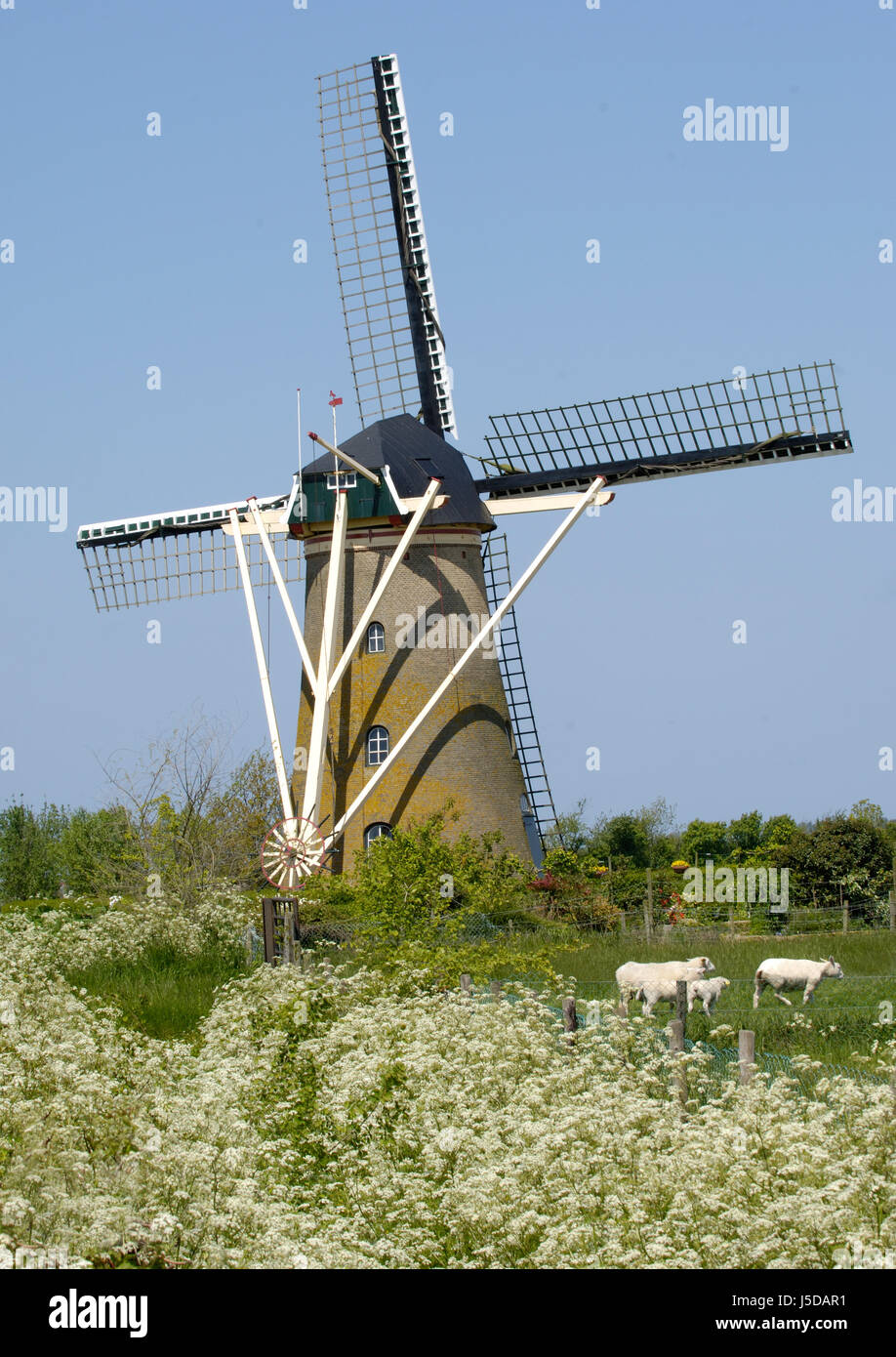 Molino de viento con el pastoreo de ovejas Foto de stock