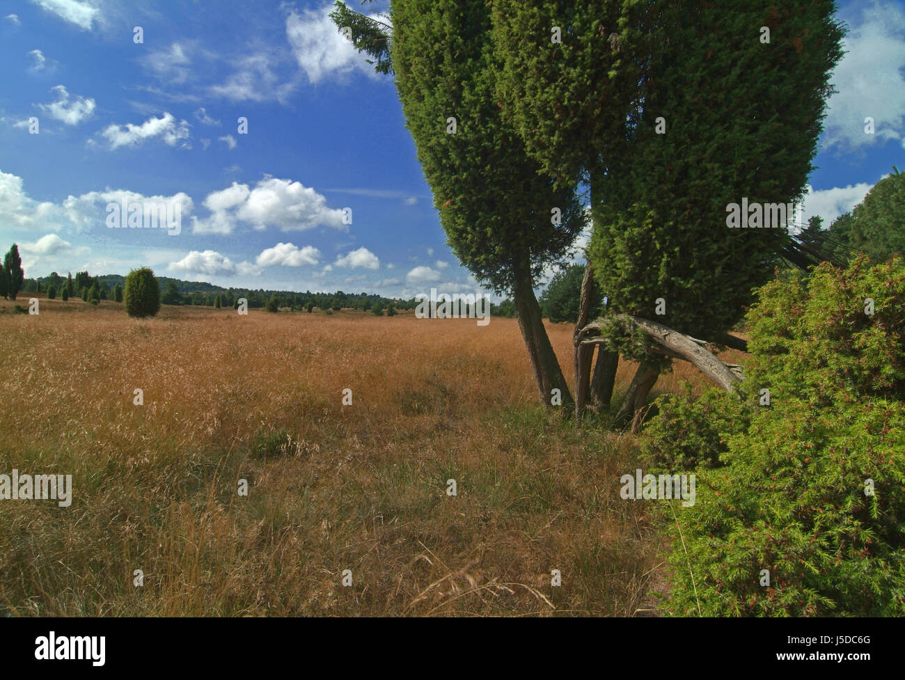 Brezo de lneburg i Foto de stock