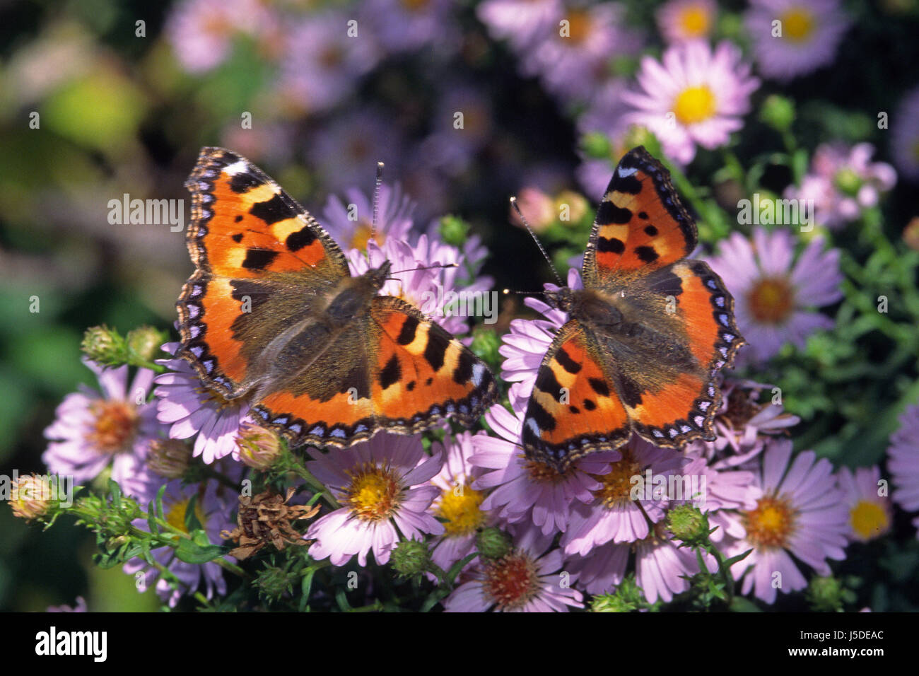 Aglais urticae,pequeña tortoiseshell de aster Foto de stock