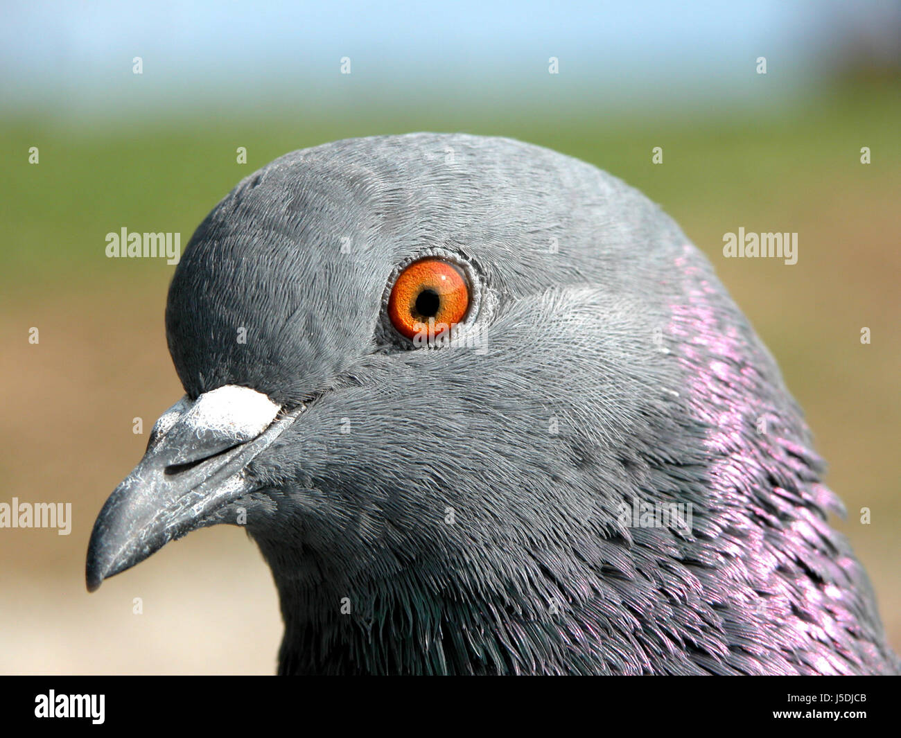 Perfil de ojo de pájaro azul plumas de aves de órgano plumaje gris fría  paloma reluciente Fotografía de stock - Alamy