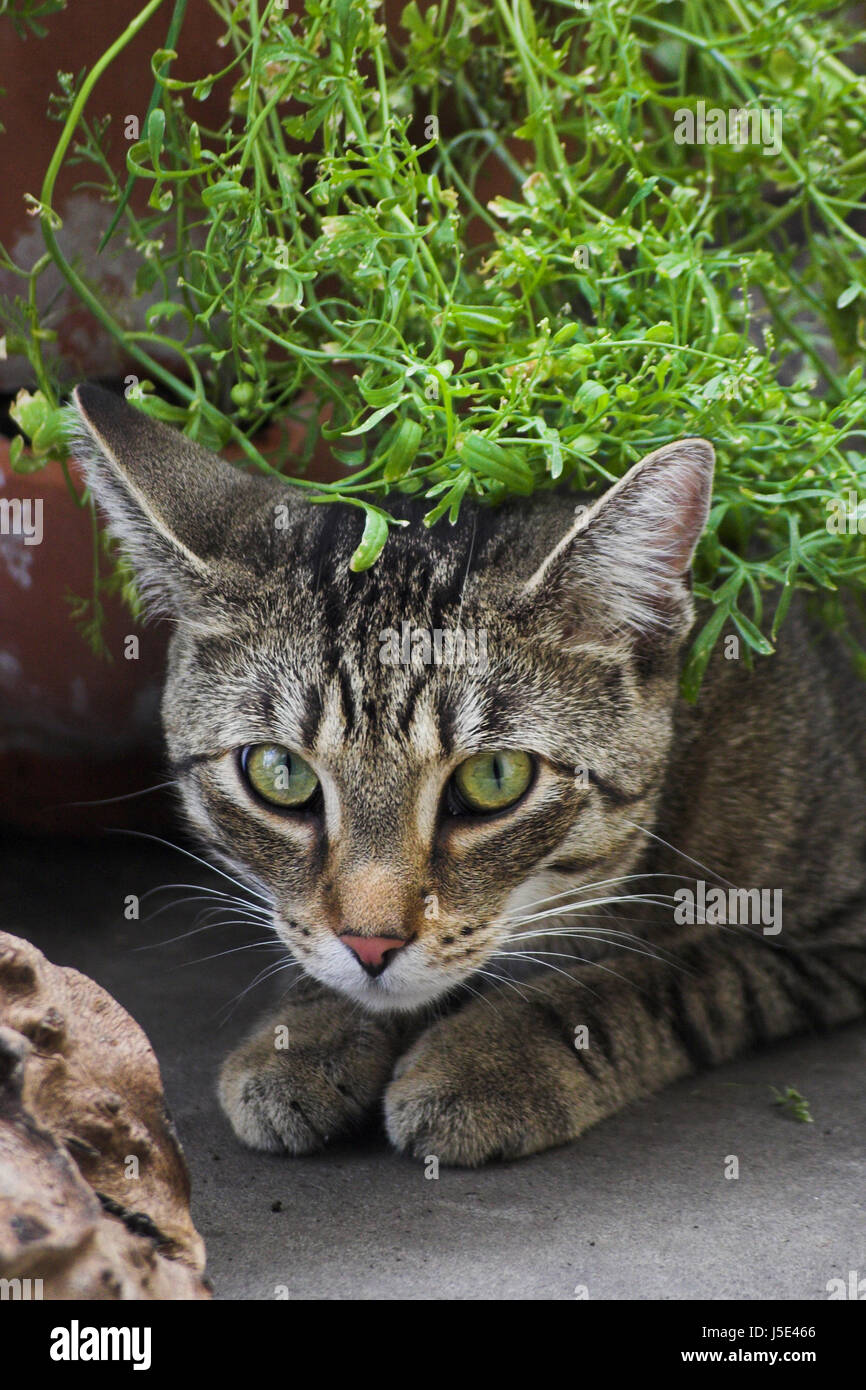 Verde animal gato salvaje big cat felino depredador piel de tigre ojos de  gato tame barba Fotografía de stock - Alamy