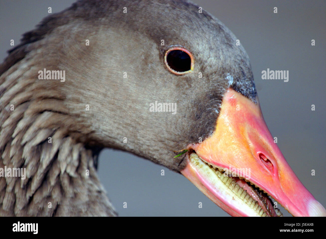 Dientes de gansos fotografías e imágenes de alta resolución - Alamy