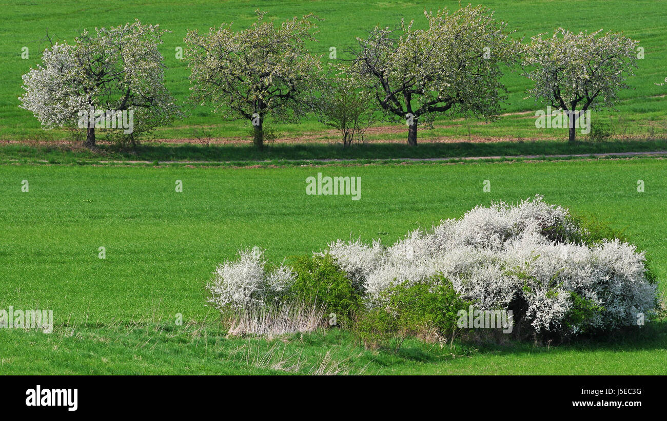 primavera Foto de stock